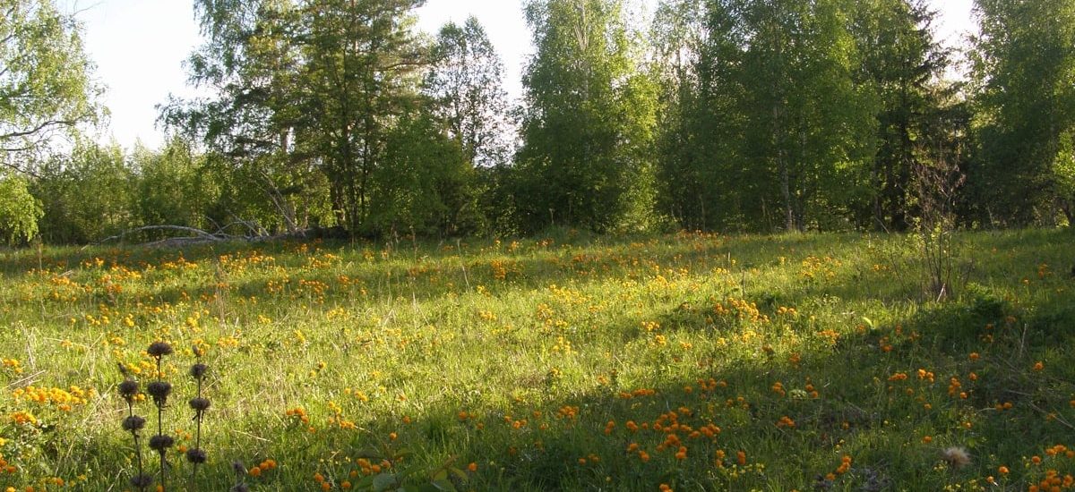 a grassy field with lots of flowers and trees in the background