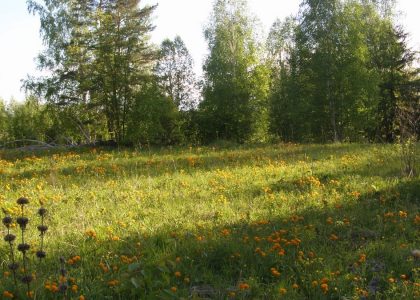 a grassy field with lots of flowers and trees in the background